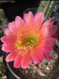 Trichocereus seeds !!!