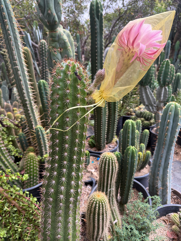 Trichocereus seeds !!!