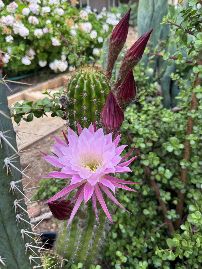 Trichocereus seeds !!!