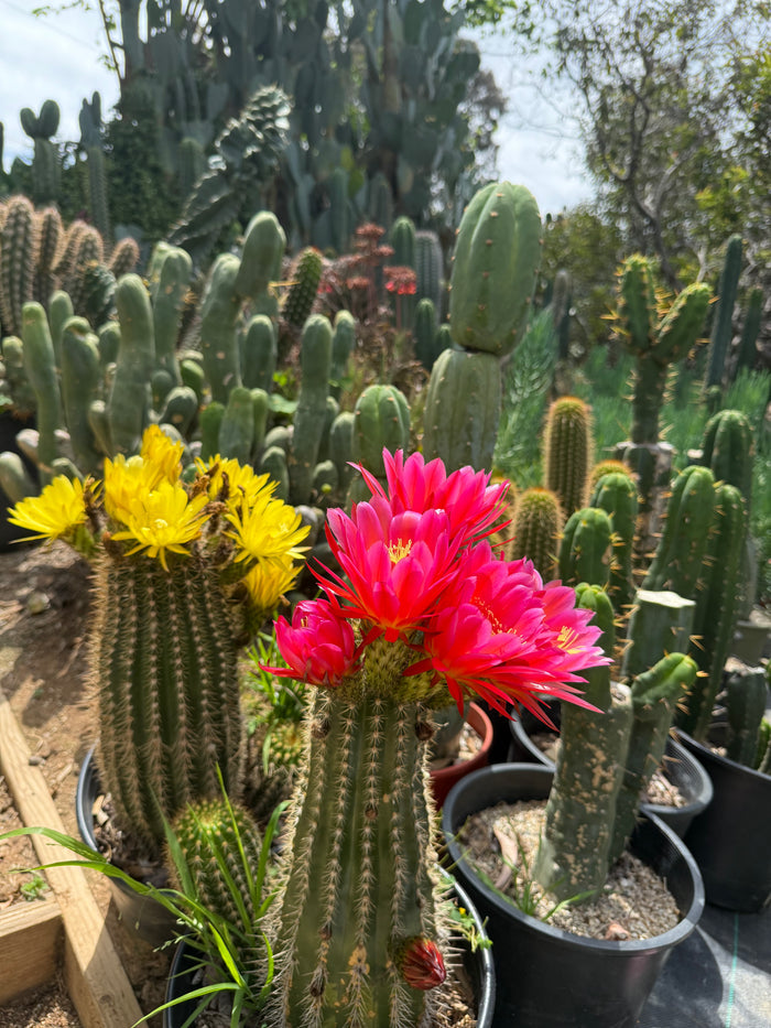 Trichocereus seeds !!!
