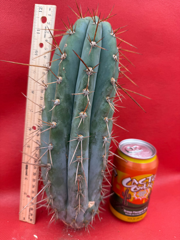 Trichocereus  “Serra Blue” this exact cutting