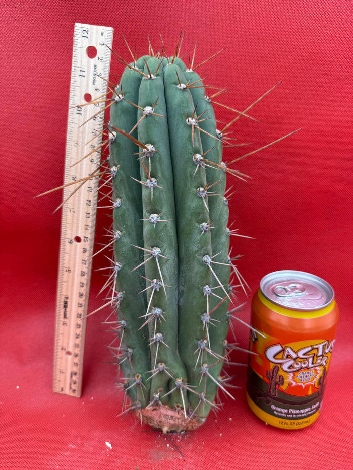 Trichocereus  “Serra Blue” this exact cutting
