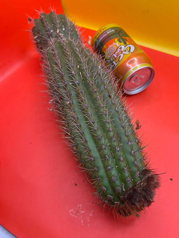 Trichocereus Spachianus ! With flower buds !