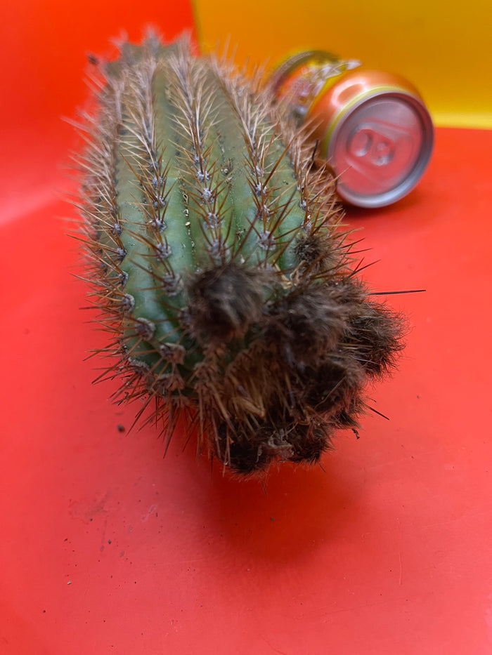 Trichocereus Spachianus ! With flower buds !