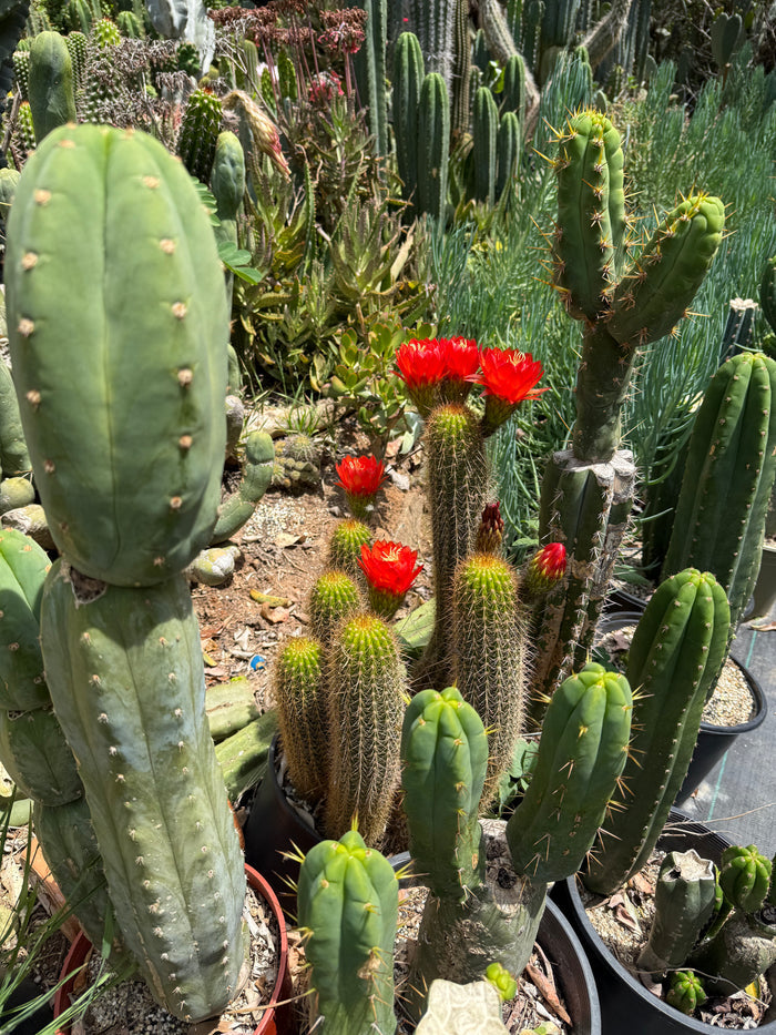 Trichocereus strigosus x Huascha Seeds