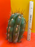 Trichocereus tacaquirensis seeds !