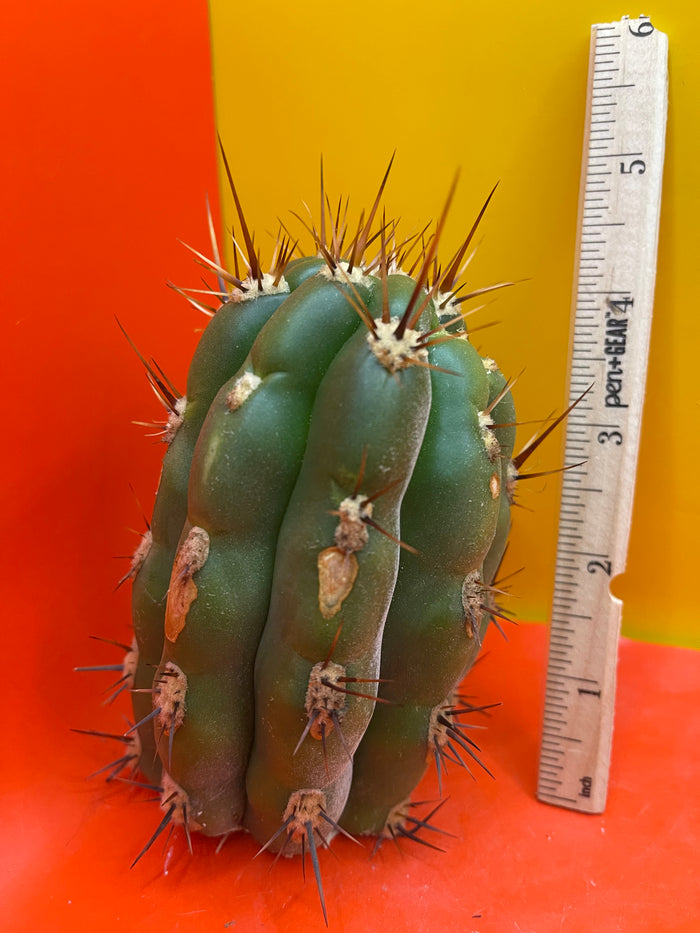 Trichocereus tacaquirensis seeds !