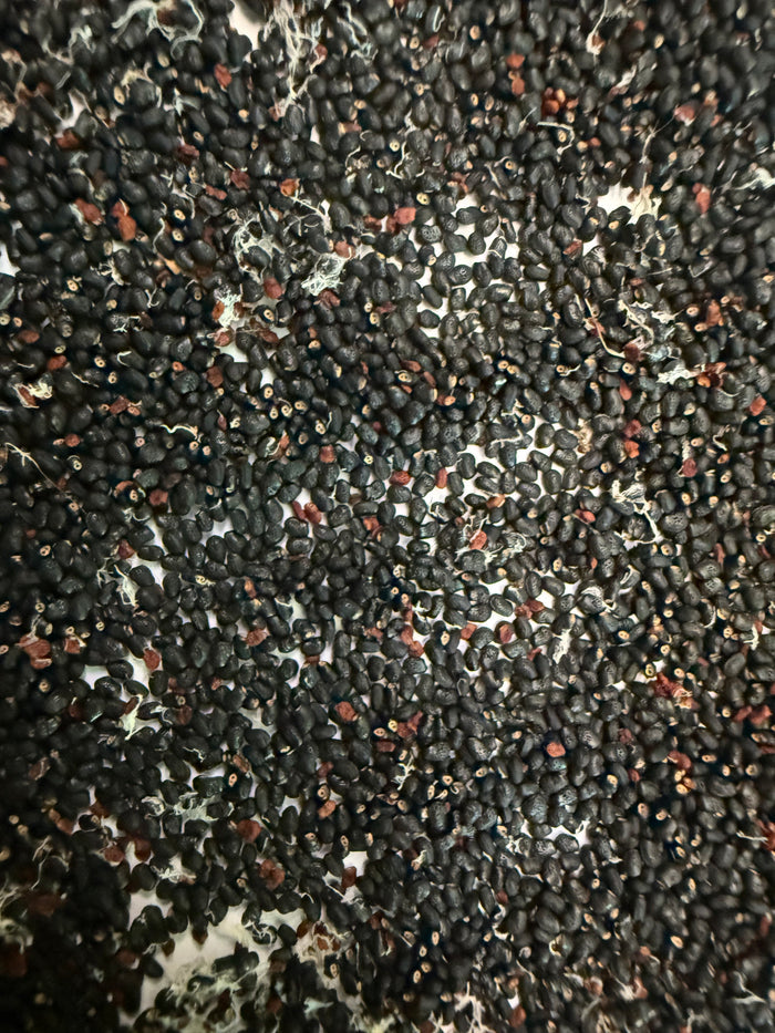 Trichocereus tacaquirensis seeds !