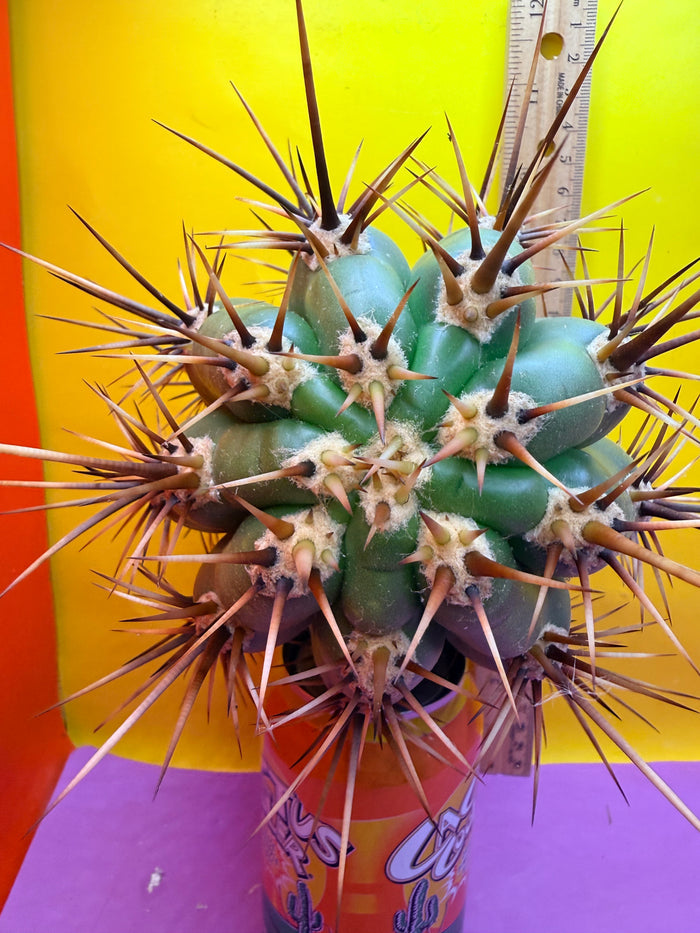 Trichocereus Tacaquirensis 🌶️🌶️