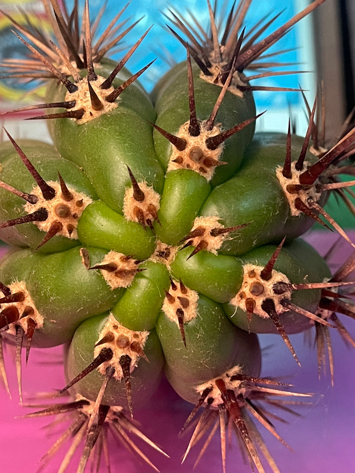 TRICHOCEREUS TACAQUIRENSIS