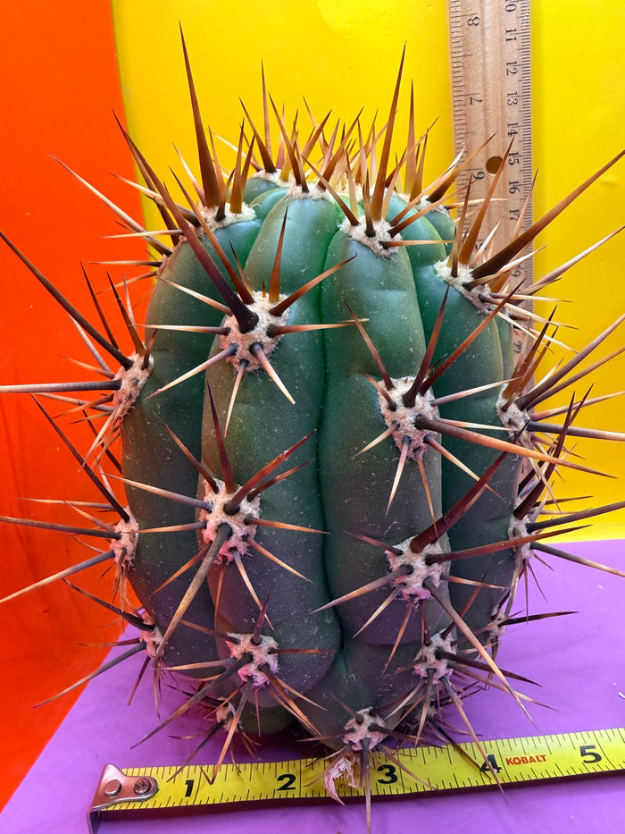 Trichocereus Tacaquirensis 🌶️🌶️