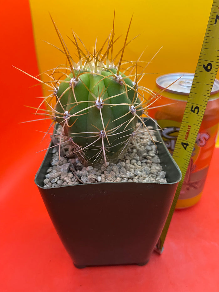Trichocereus terscheckii