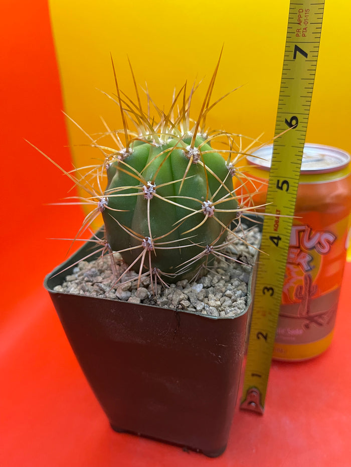 Trichocereus terscheckii