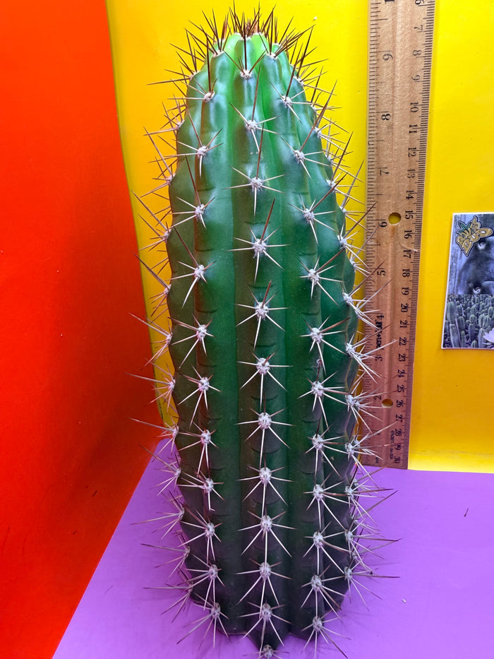 Trichocereus thelegonus