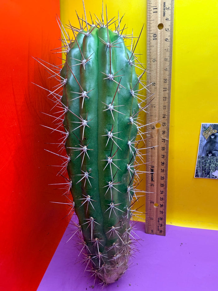 Trichocereus Thelegonus
