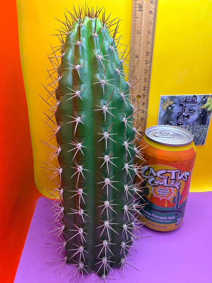 Trichocereus thelegonus