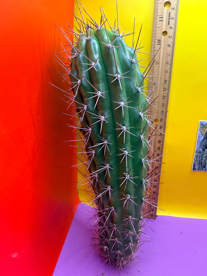 Trichocereus Thelegonus