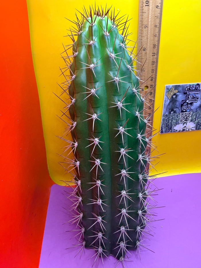 Trichocereus thelegonus