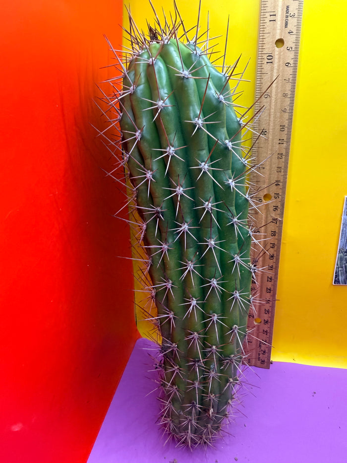 Trichocereus Thelegonus