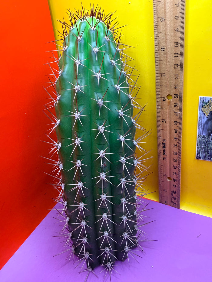 Trichocereus thelegonus