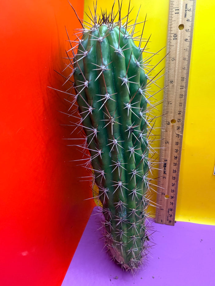 Trichocereus Thelegonus
