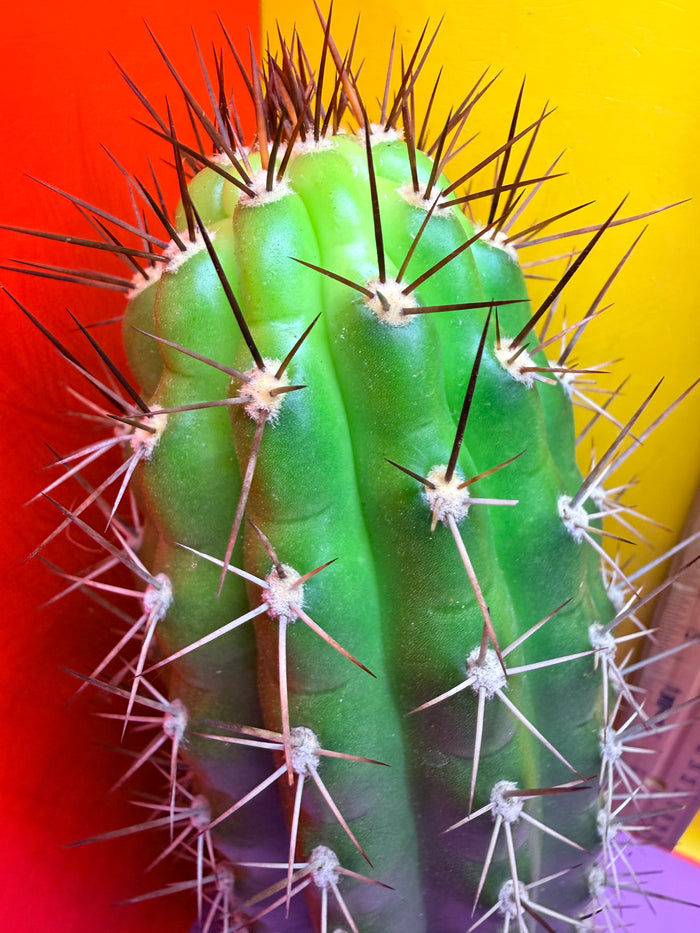 Trichocereus thelegonus