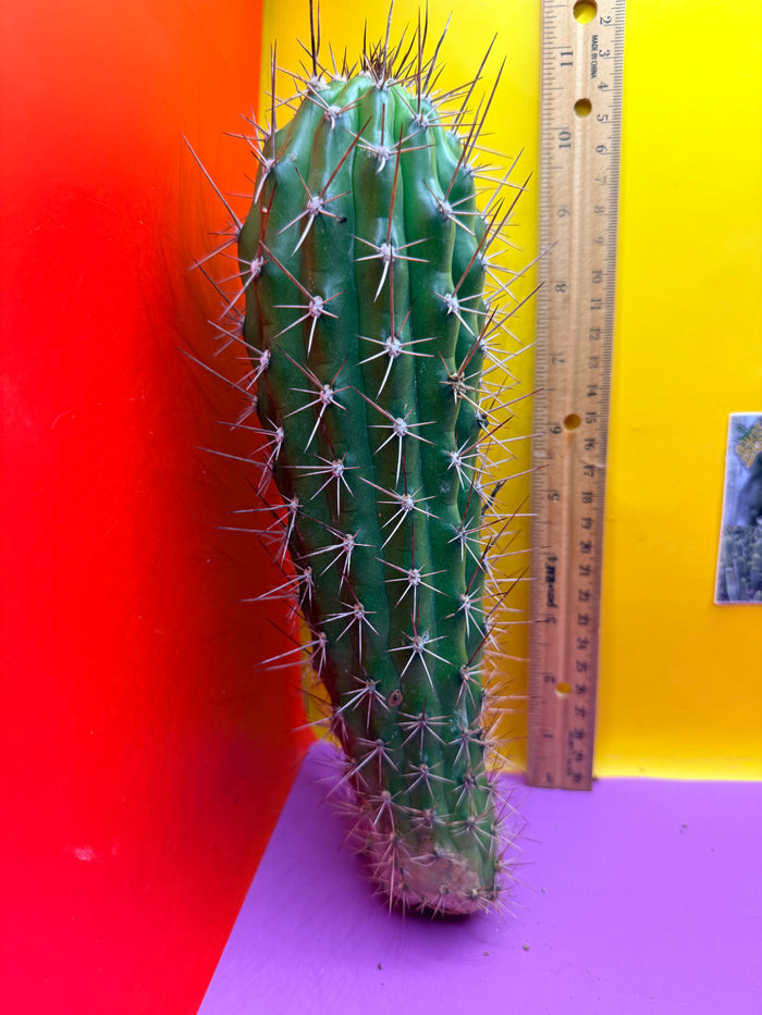 Trichocereus Thelegonus
