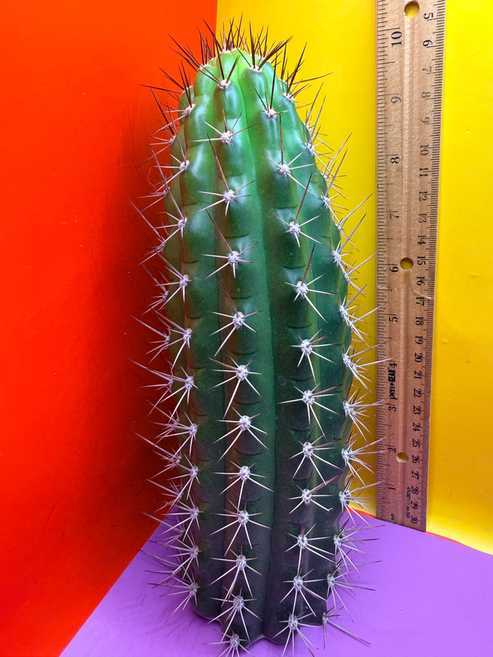 Trichocereus thelegonus