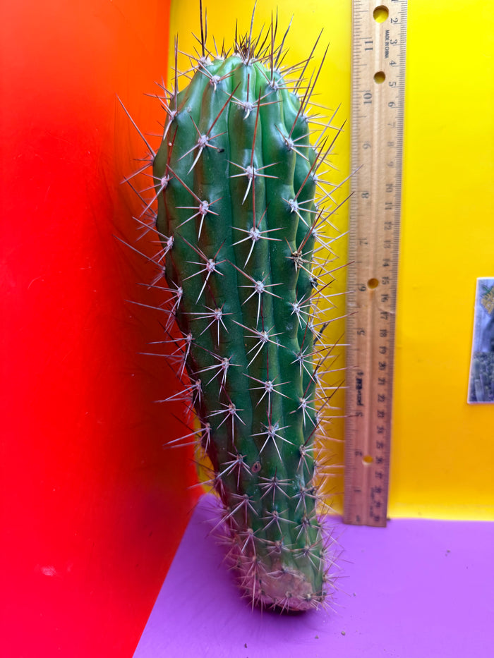 Trichocereus Thelegonus
