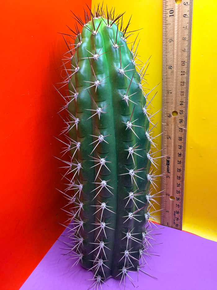 Trichocereus thelegonus