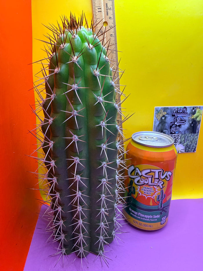 Trichocereus thelegonus