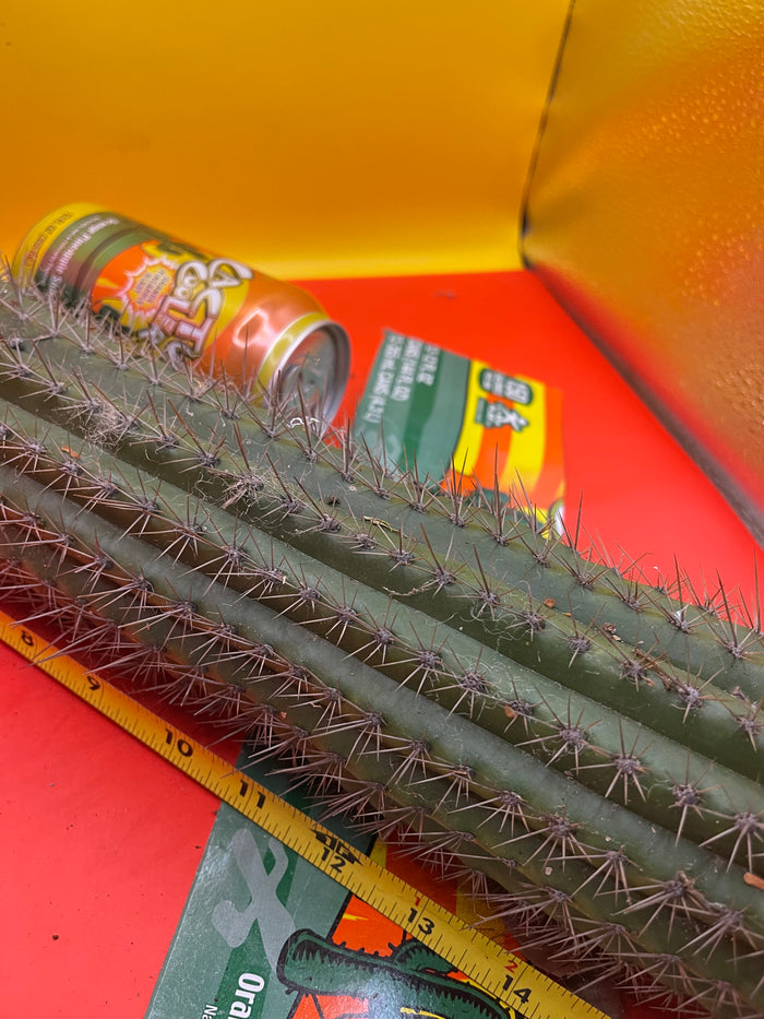 ULTIMATE GRAFT STOCK !!18”- 20”Trichocereus spachianus