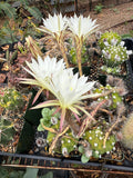Variegated Domino Cactus seeds
