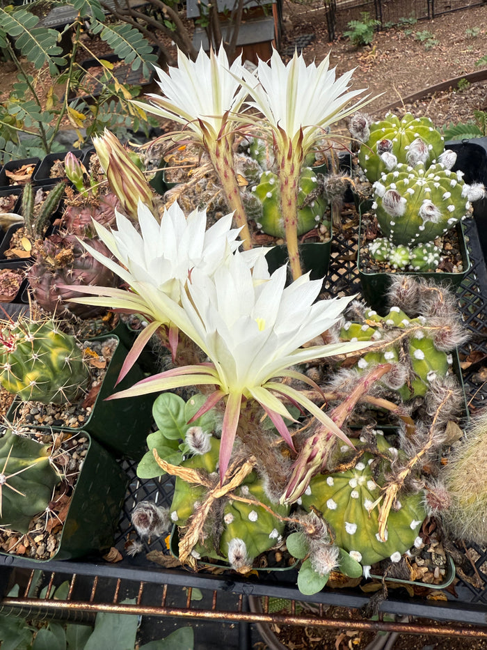 Variegated Domino Cactus seeds