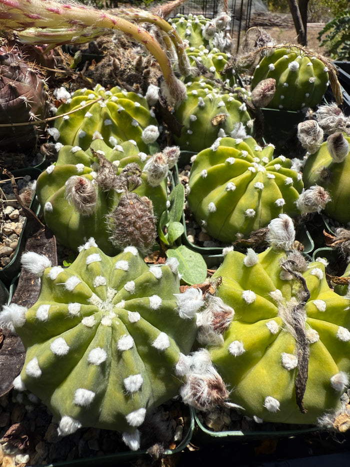 Variegated Domino Cactus seeds