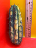 Variegated San Pedro Cactus  trichocereus !