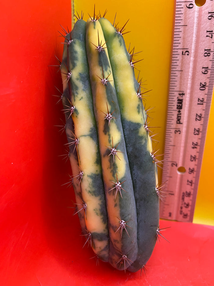 Variegated San Pedro Cactus  trichocereus !