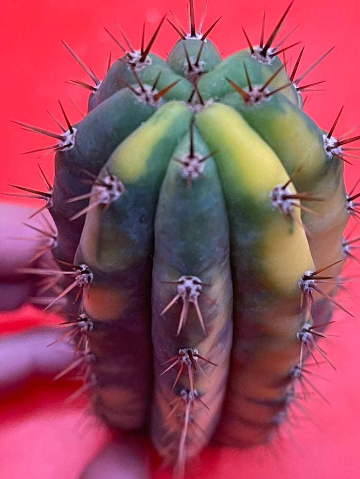 Variegated San Pedro Cactus  trichocereus !