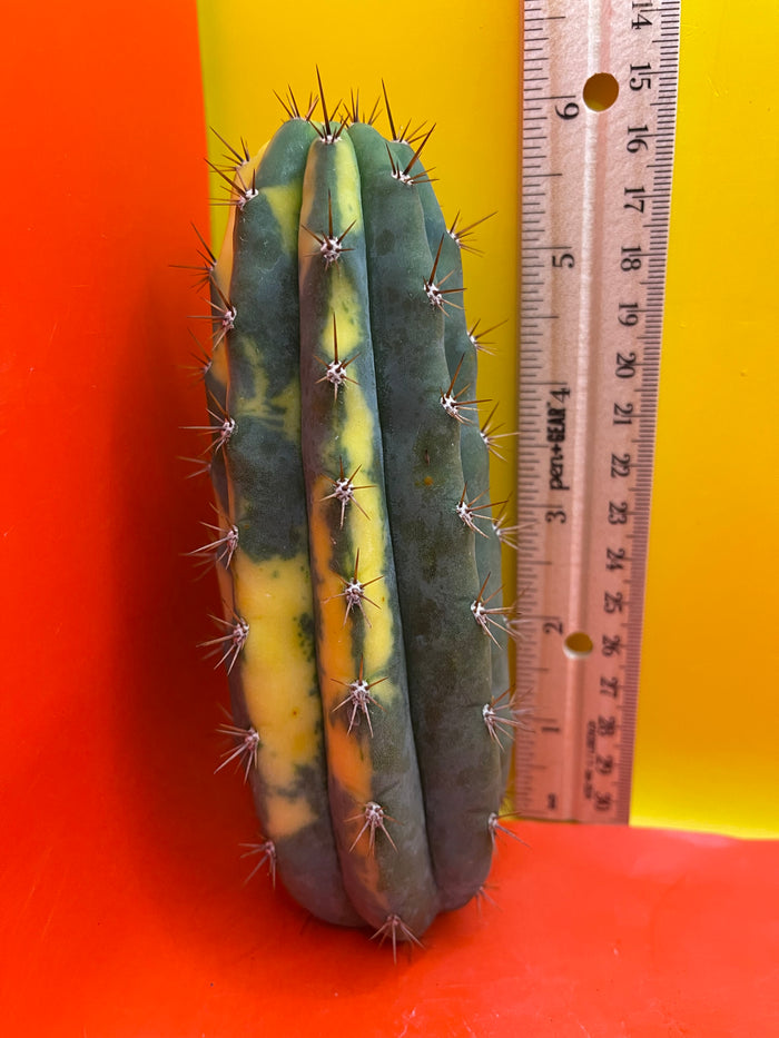 Variegated San Pedro Cactus  trichocereus !