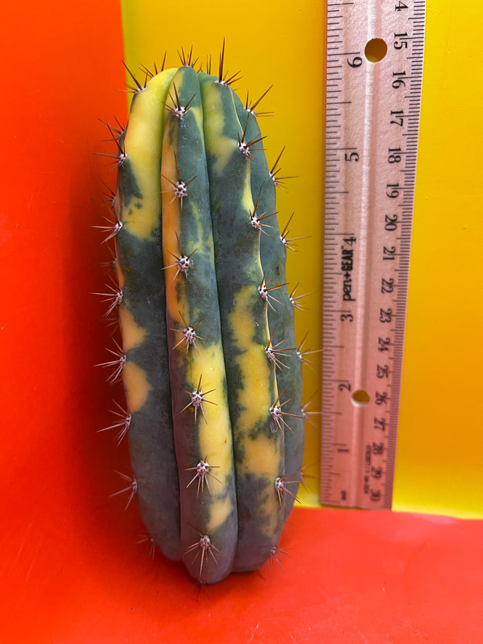 Variegated San Pedro Cactus  trichocereus !