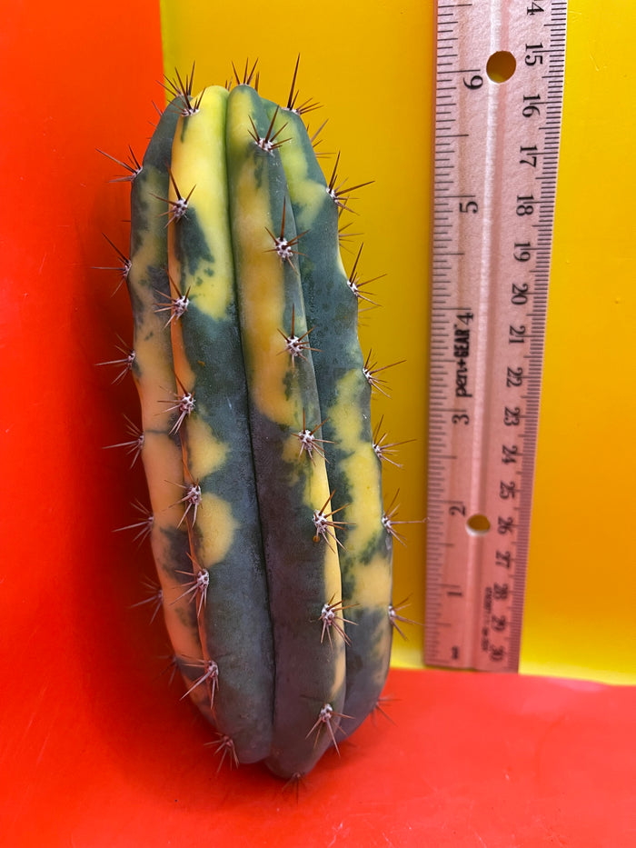 Variegated San Pedro Cactus  trichocereus !