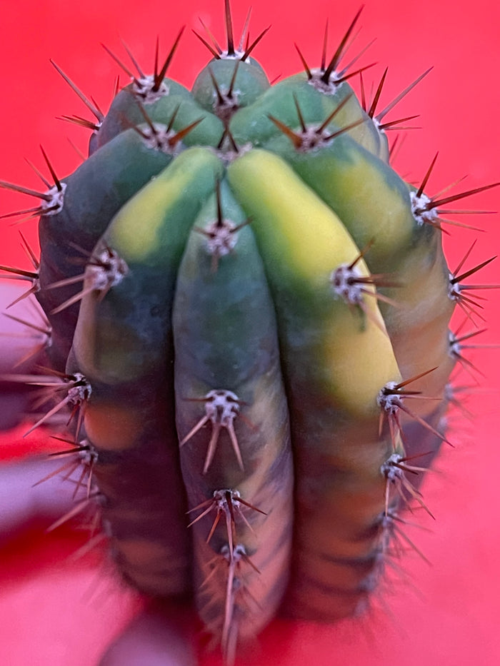 Variegated San Pedro Cactus  trichocereus !