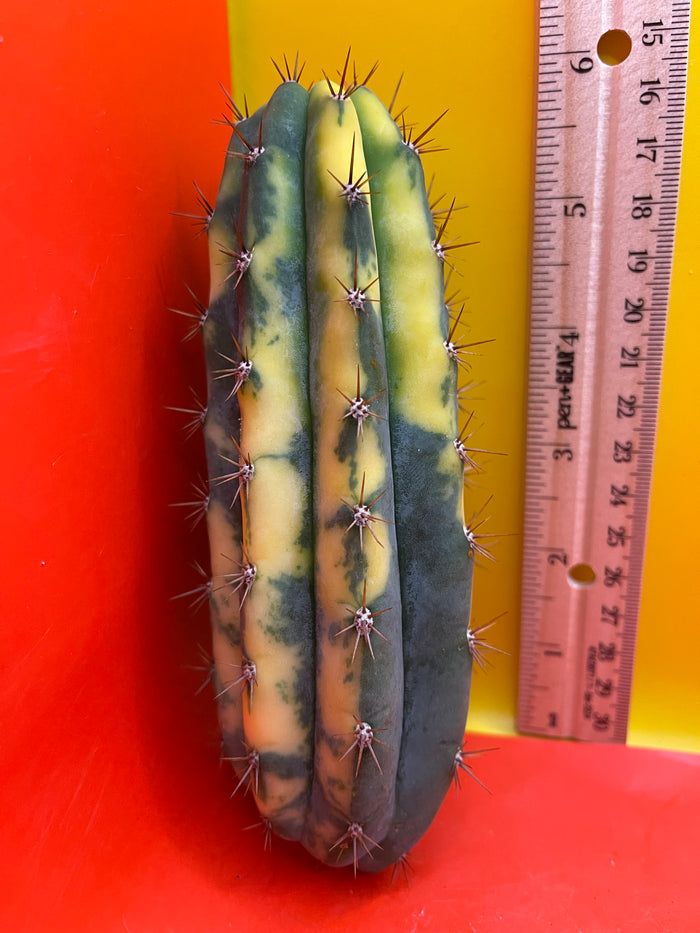 Variegated San Pedro Cactus  trichocereus !