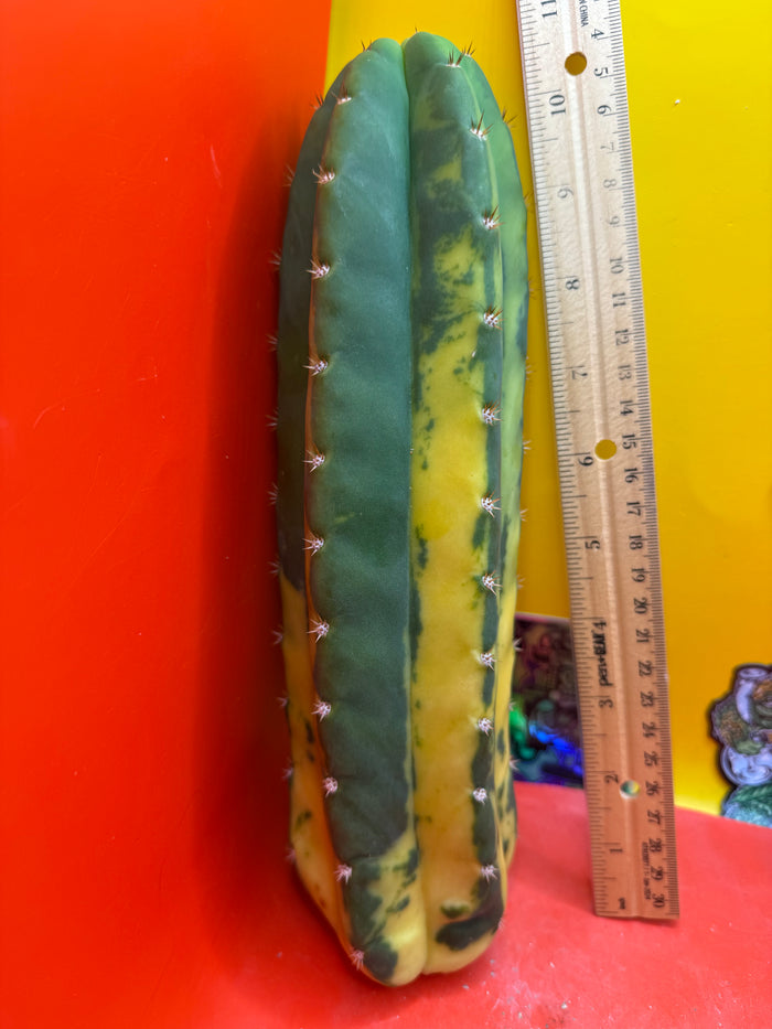 Variegated San Pedro Cactus