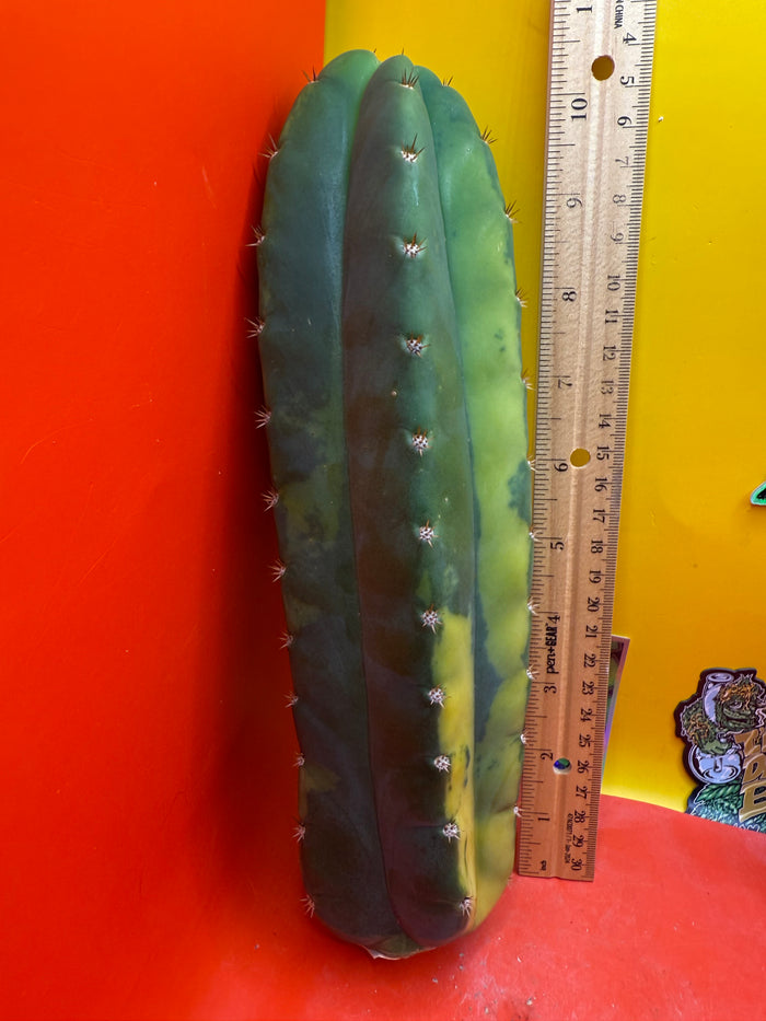 Variegated San Pedro Cactus