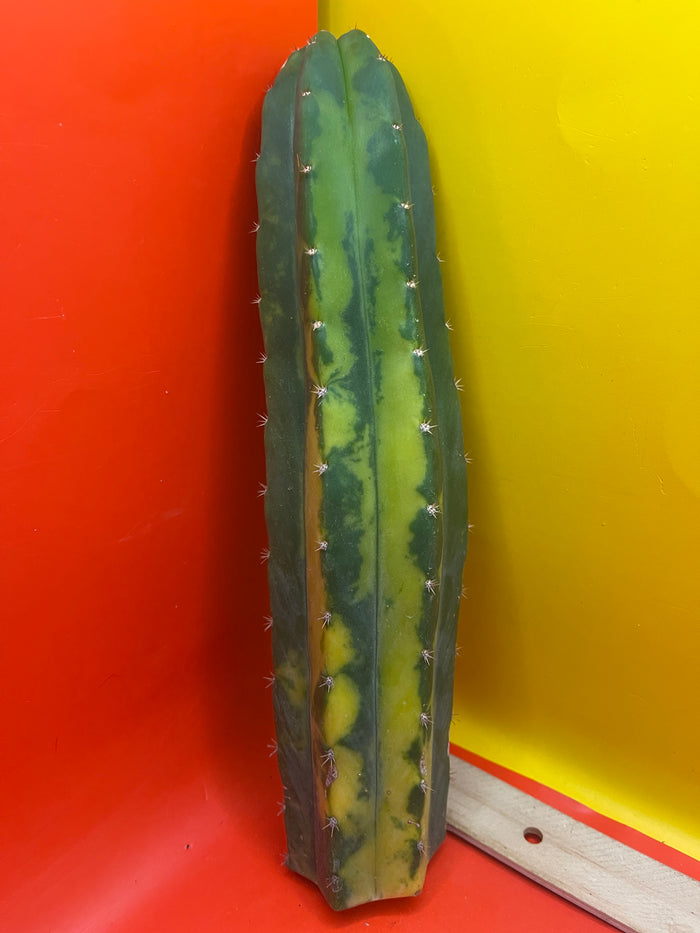 Variegated San Pedro Cactus !