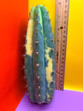 Varigated San Pedro !