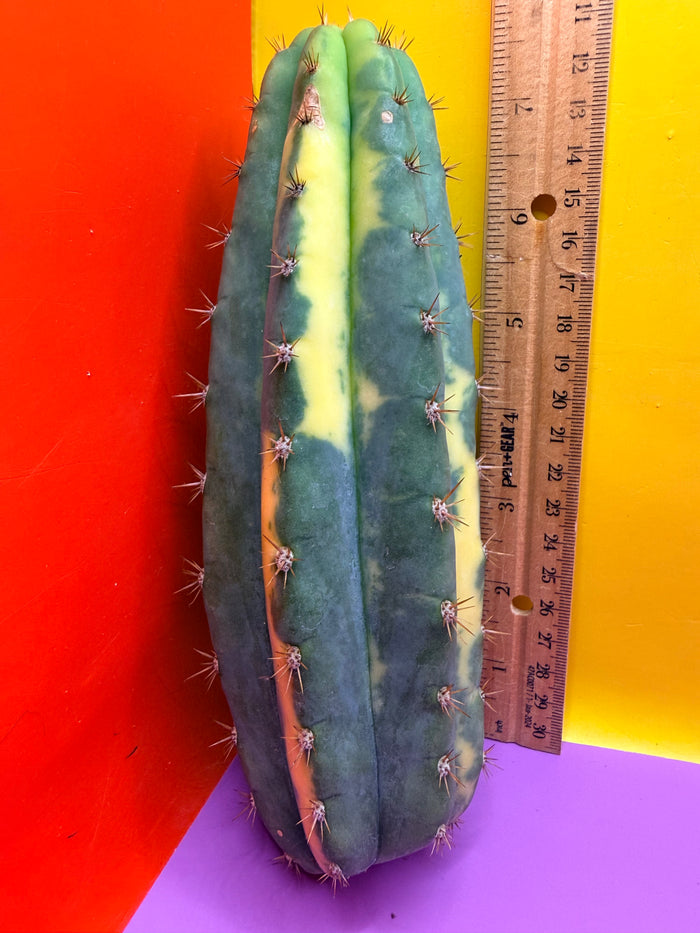 Varigated San Pedro !