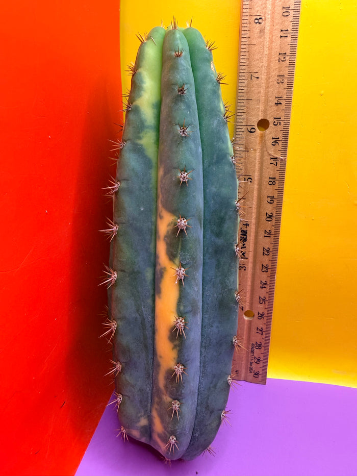 Varigated San Pedro !