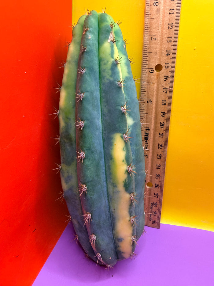 Varigated San Pedro !